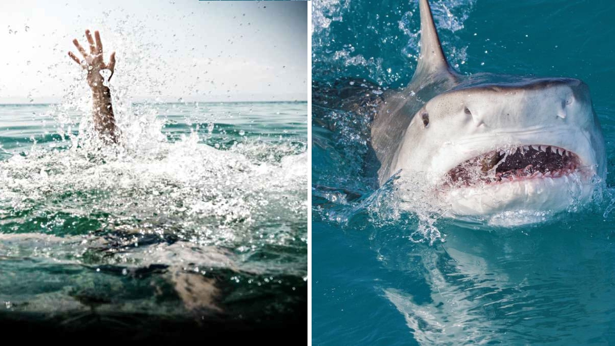 TIBURONES DEJAN GRAVES HERIDAS A BAÑISTAS EN BRASIL, EN MENOS DE 24 HORAS