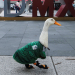 MERLÍN, EL PATO VIRAL, YA ES EMBAJADOR DE FIFA EN EL MUNDIAL EN CDMX