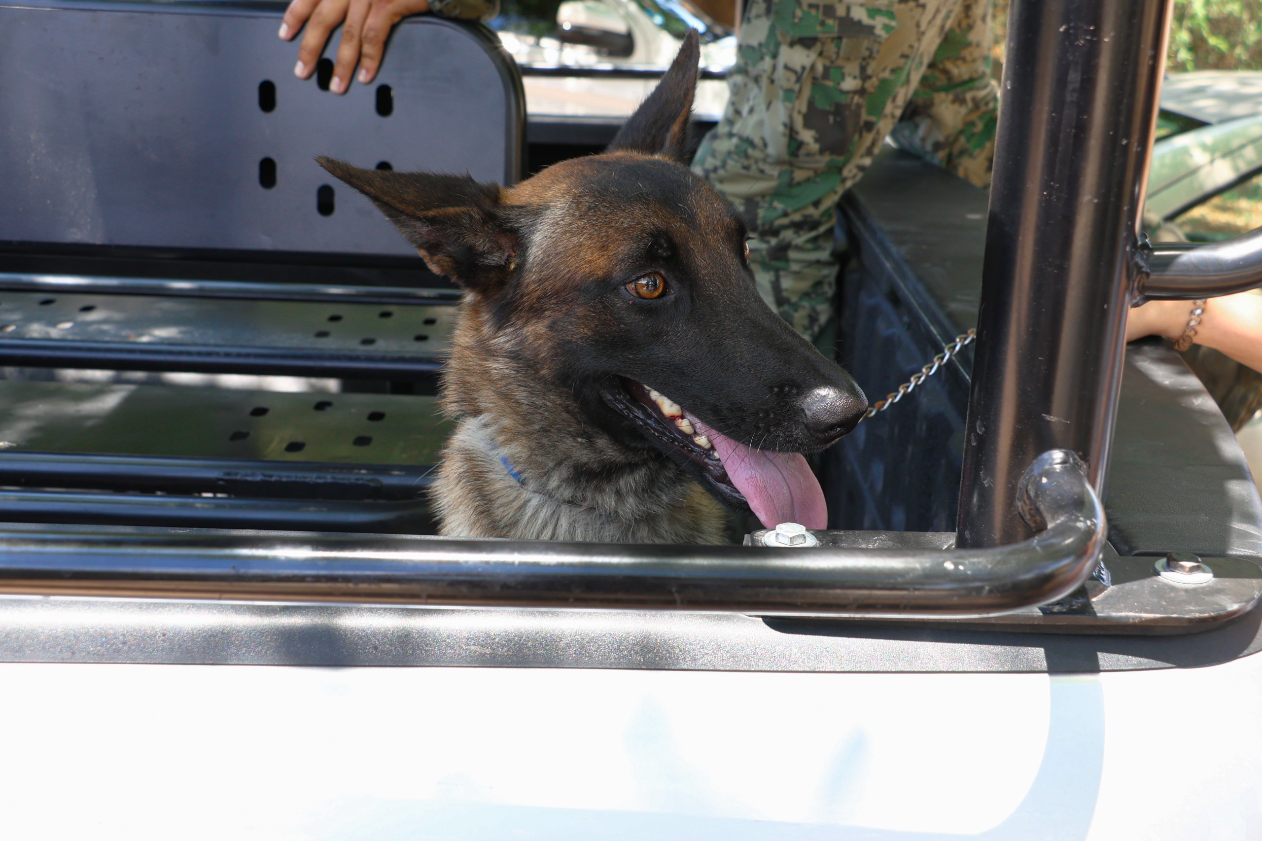 RESCATA SSPM A OTRO PERRO BELGA QUE SE INTEGRARÁ A LA UNIDAD K9